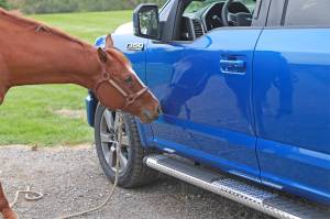 Dee Zee - Dee Zee DZ16411 Brite-Tread Aluminum Side Step 6 in. Oval Cab Length - Image 8